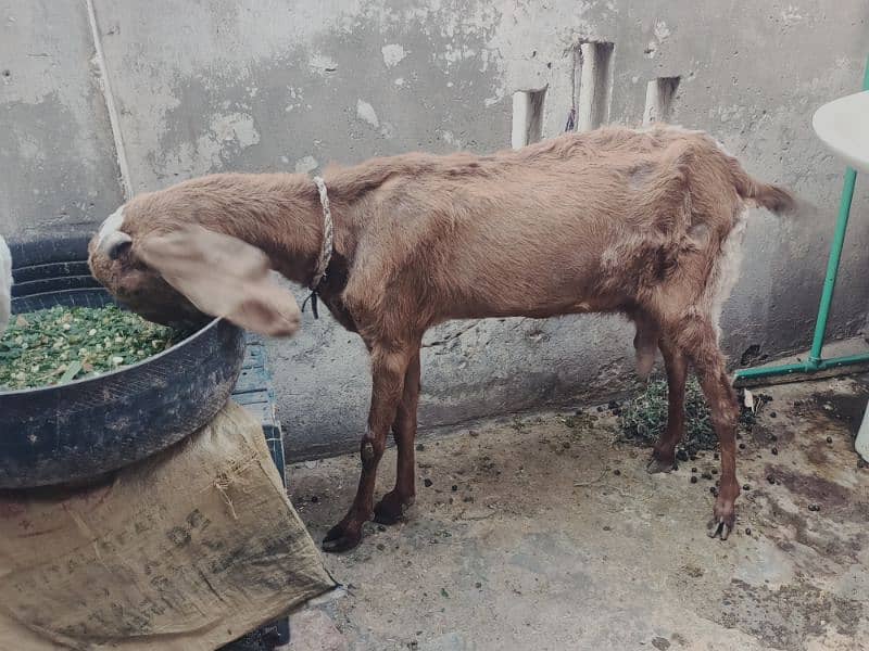 dasi goat with babies for sale 3