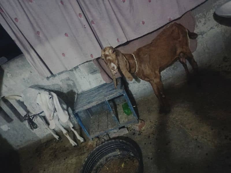 dasi goat with babies for sale 4