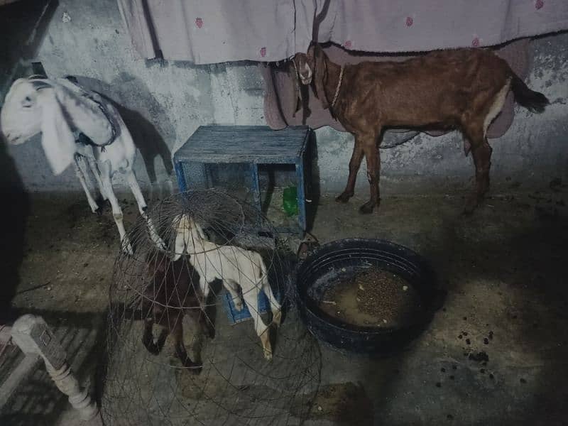 dasi goat with babies for sale 5