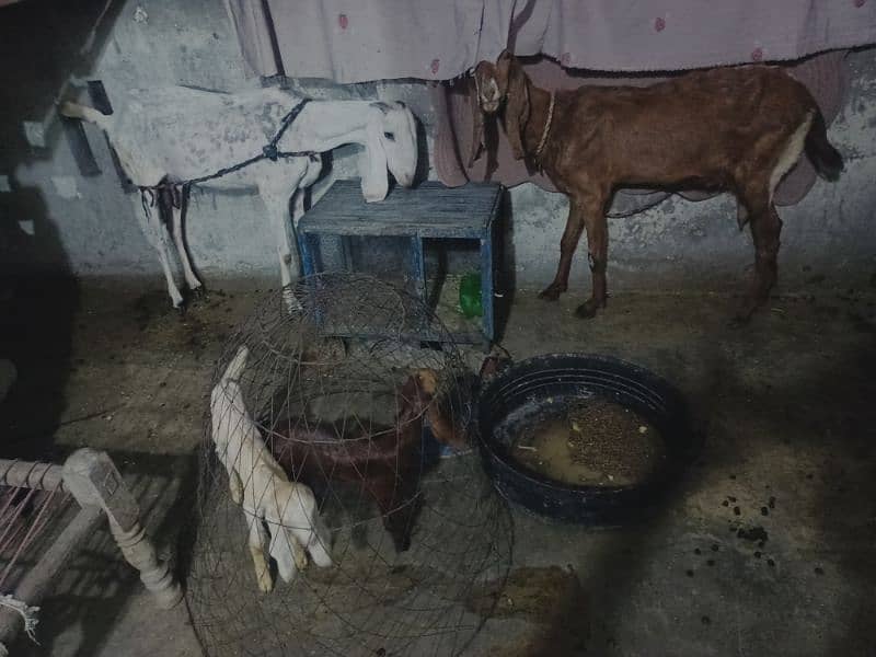 dasi goat with babies for sale 6