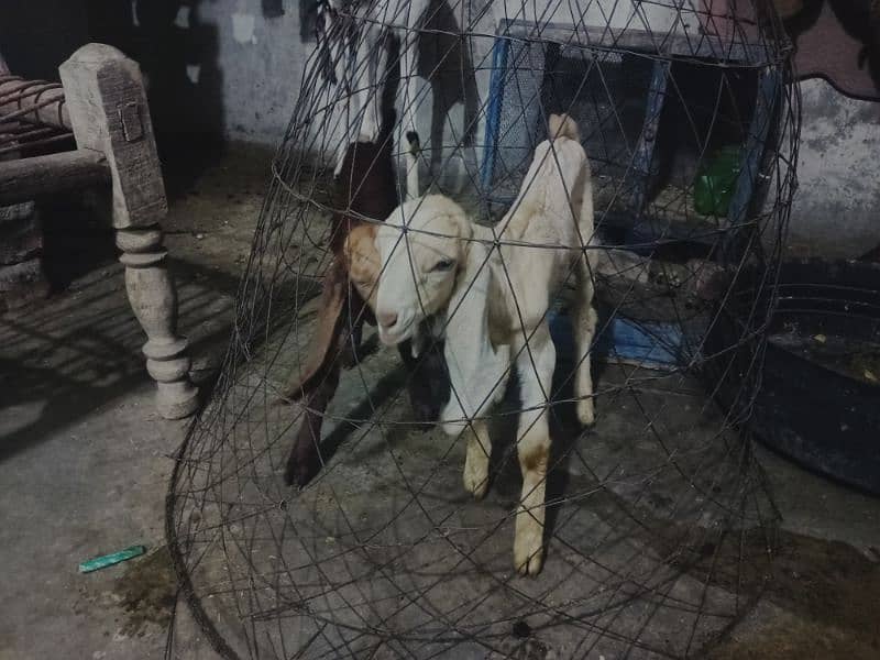 dasi goat with babies for sale 7