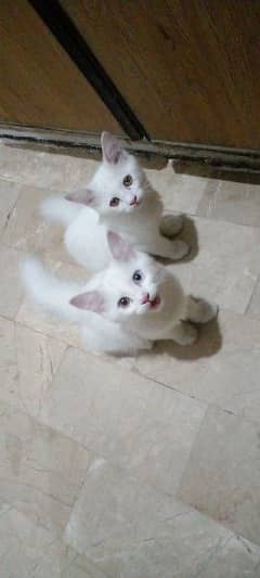 Pair of persian kittens looking for new home in 7000 each