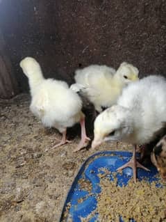 Turkey bird chicks available age 10 days