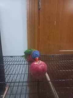 Healthy and playful Rainbow lorikeet for sale (Male)