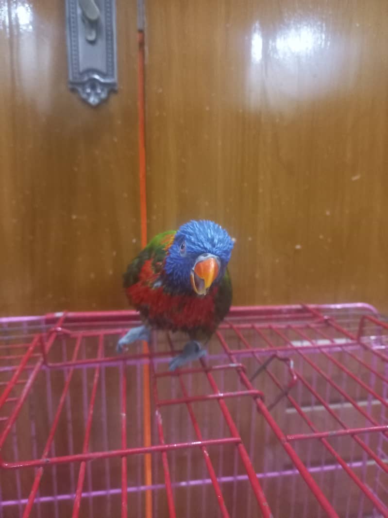 Healthy and playful Rainbow lorikeet for sale (Male) 1