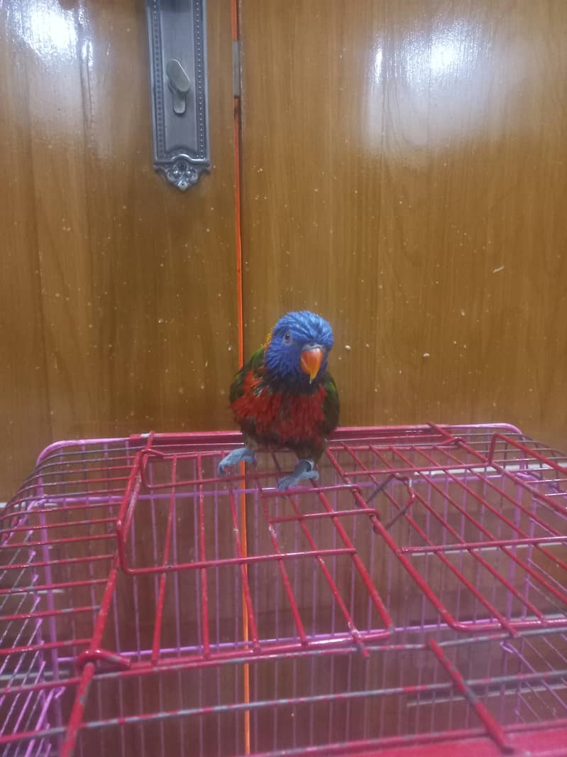 Healthy and playful Rainbow lorikeet for sale (Male) 2
