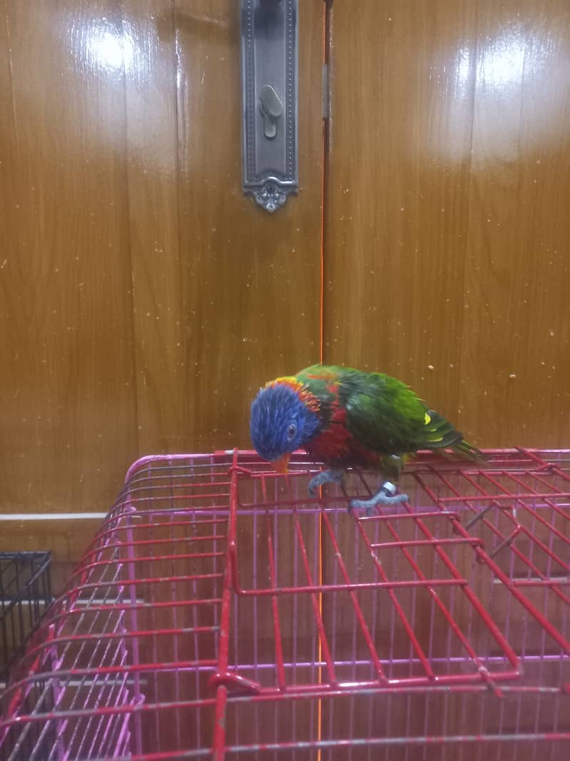 Healthy and playful Rainbow lorikeet for sale (Male) 3