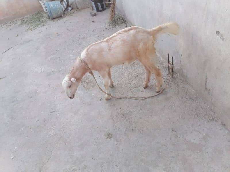 Goat for sale 1