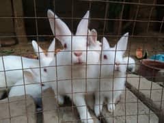 Red eye rabbits single/family