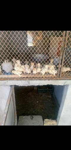 heera chicks for sale contect on whtsapp03220965136