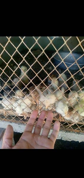 heera chicks for sale contect on whtsapp03220965136 1