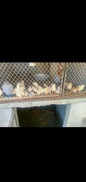 heera chicks for sale contect on whtsapp03220965136 2