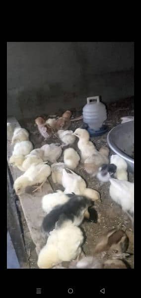 heera chicks for sale contect on whtsapp03220965136 3