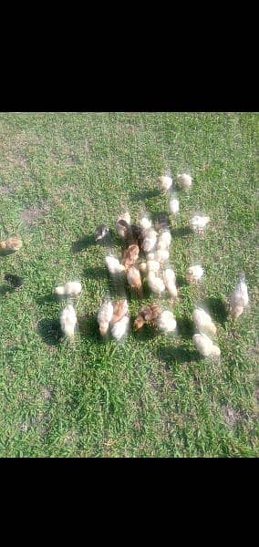 heera chicks for sale contect on whtsapp03220965136 4
