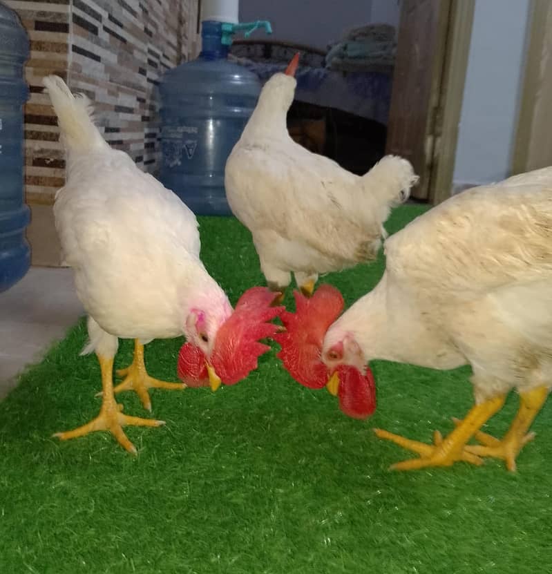 farmmy 2 cocks 1 hen 1