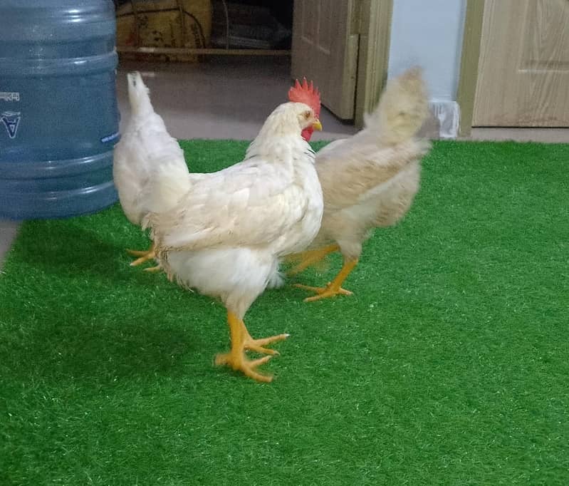 farmmy 2 cocks 1 hen 3