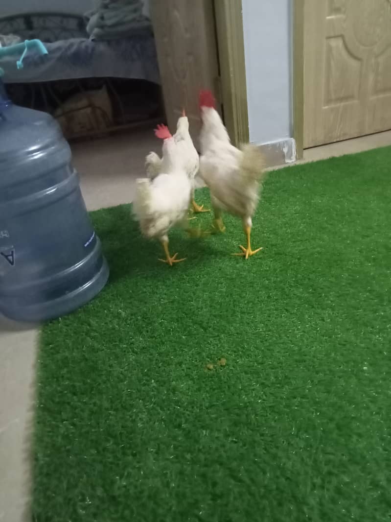 farmmy 2 cocks 1 hen 5
