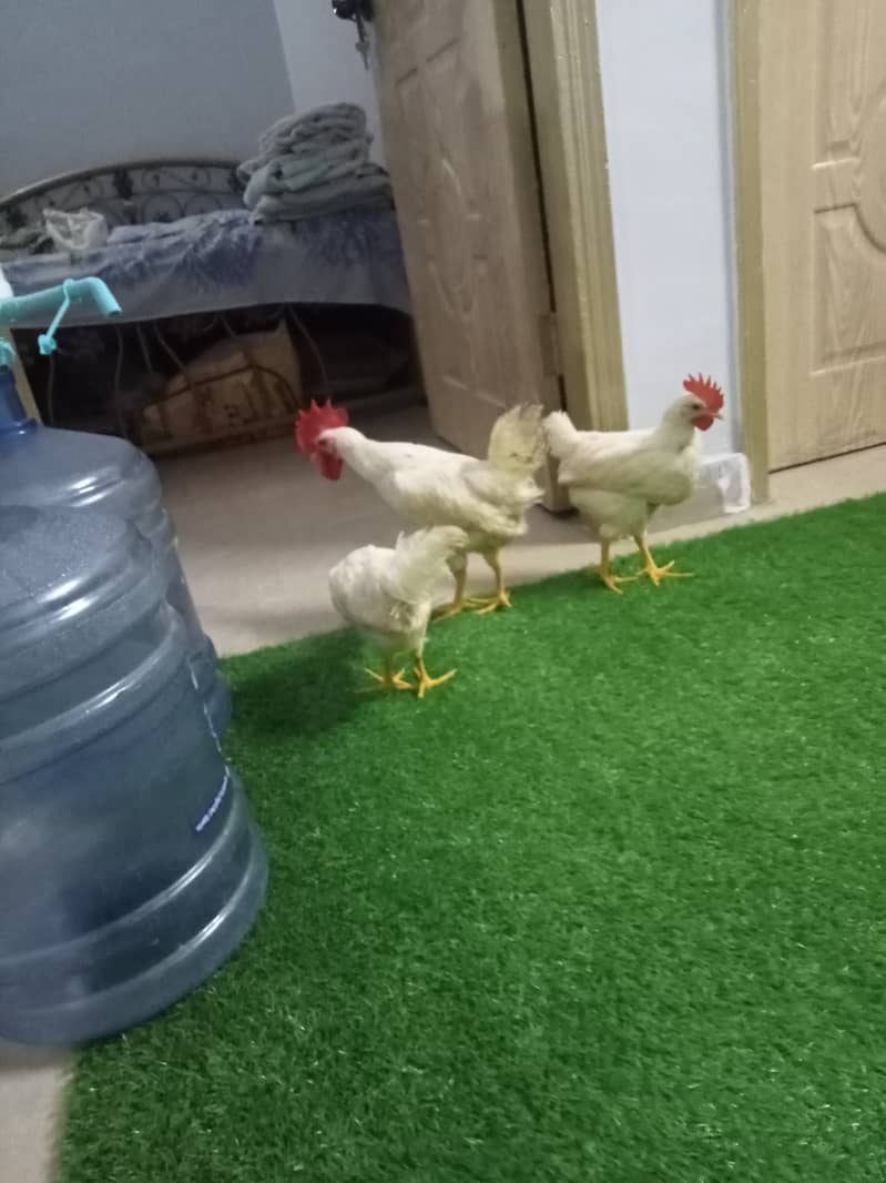farmmy 2 cocks 1 hen 6