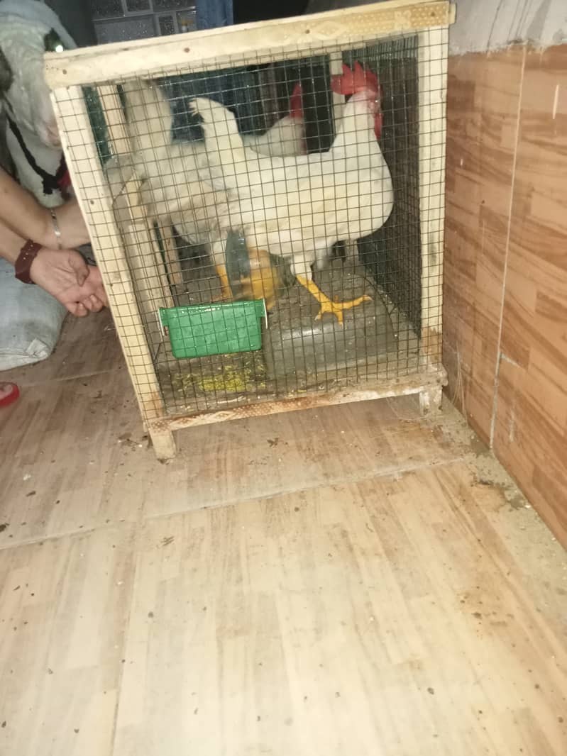 farmmy 2 cocks 1 hen 7