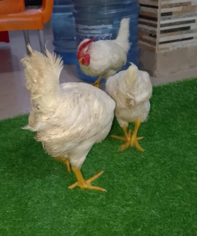 farmmy 2 cocks 1 hen 10