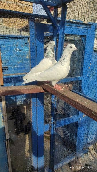 batera 35 wala breeder pair/ pigeon kabooter 5