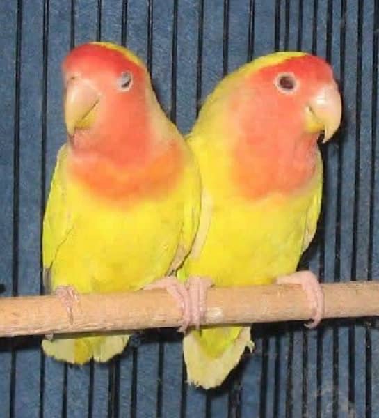 Love Birds Pair For sale with good size with best bloodline 3