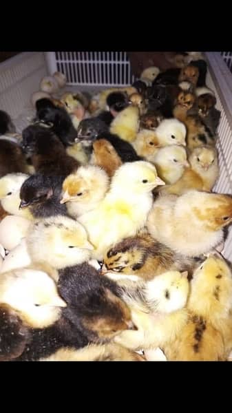 first day ka chicks available ha 1