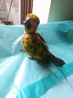 3 months active sun conure  baby is available