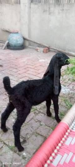 Betal Male and female baby goat for sale