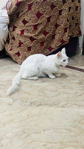 Persian cat 5