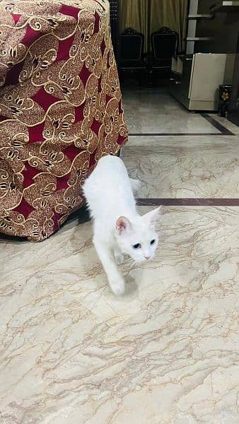 Persian cat 6
