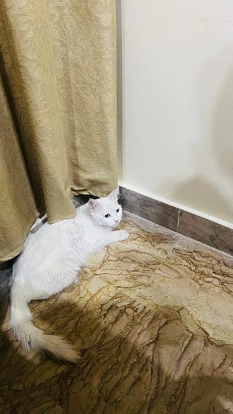 Persian cat 8