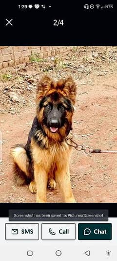 German Shepherd dog for sale contact me call number03174247858