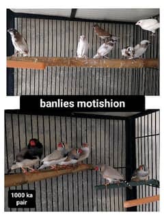 Finches+banlies