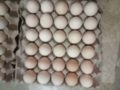 fertile eggs of Golden misri