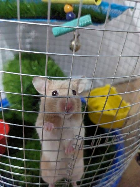 Cute Hamster along with Cage 0