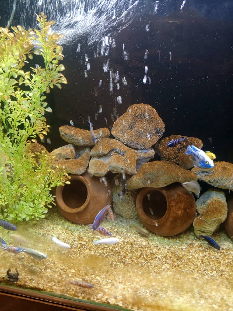Fancy fishes for sale. . . 1