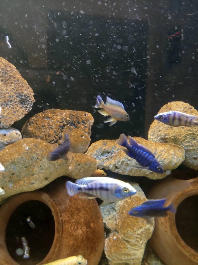 Fancy fishes for sale. . . 4