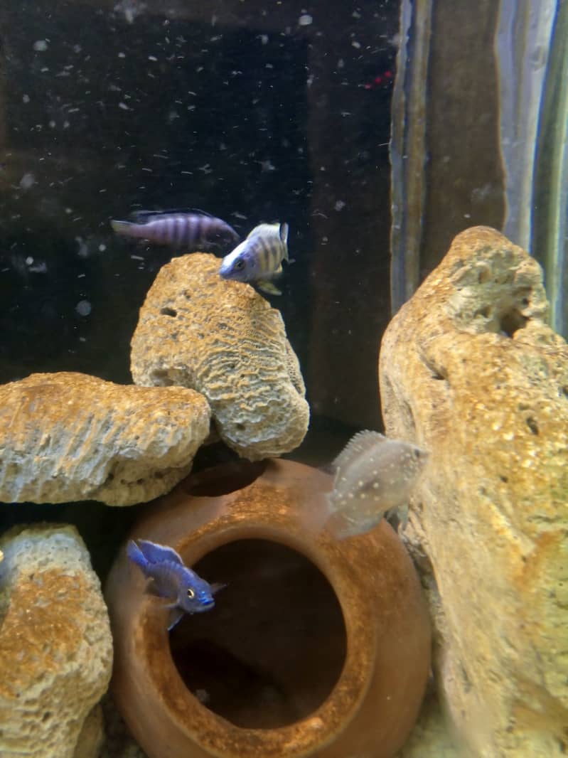 Fancy fishes for sale. . . 6