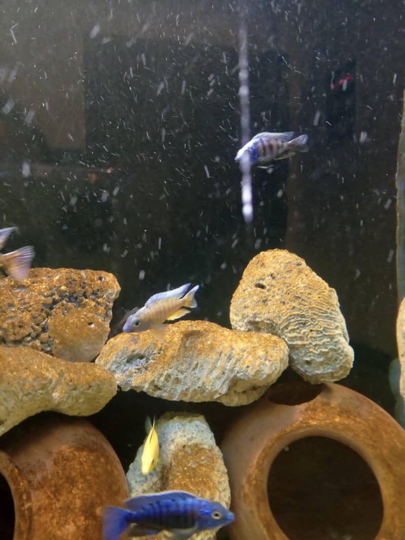 Fancy fishes for sale. . . 14