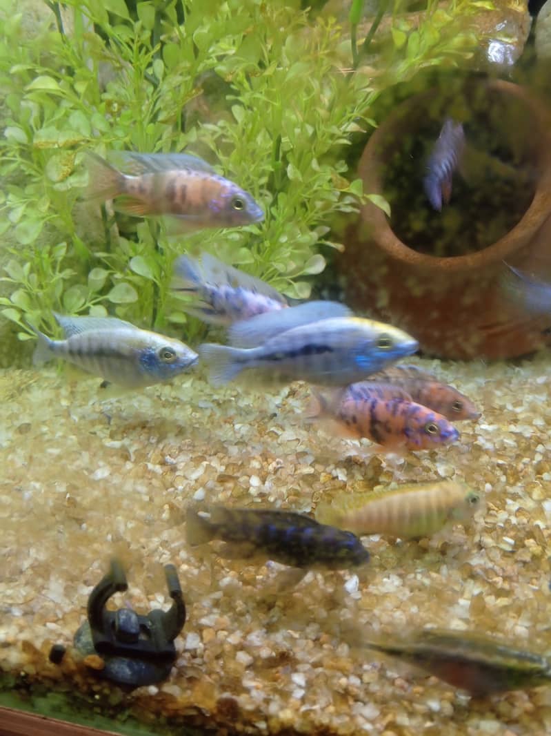 Fancy fishes for sale. . . 17