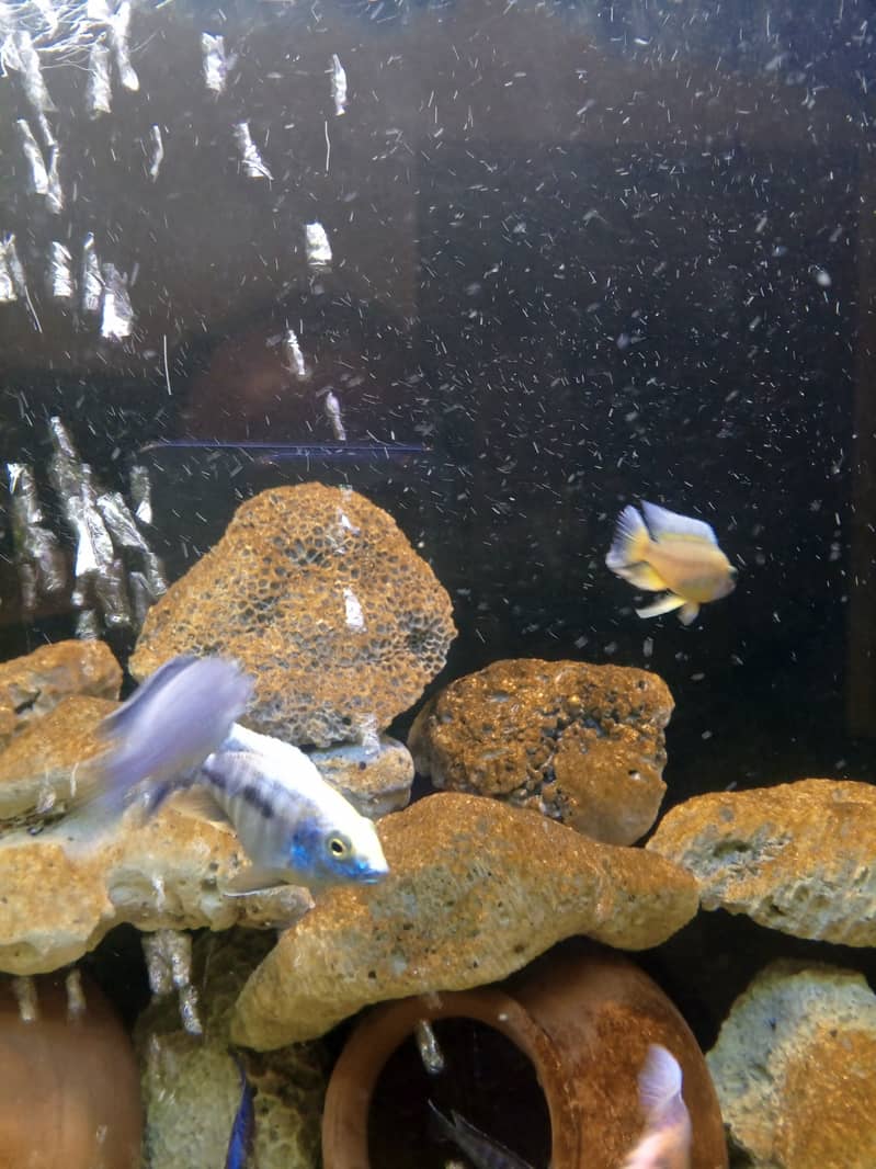 Fancy fishes for sale. . . 19