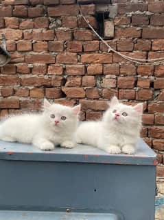 Pure Triple Coated persian Kitten