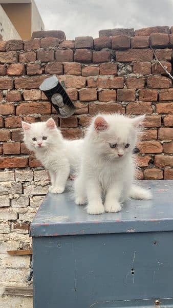 Pure Triple Coated persian Kitten 1