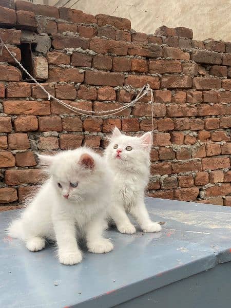 Pure Triple Coated persian Kitten 2