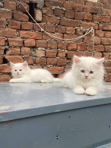 Pure Triple Coated persian Kitten 7