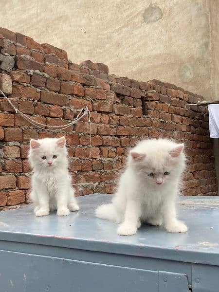 Pure Triple Coated persian Kitten 11