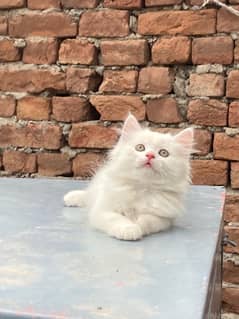 persian kitten Tripple Coated