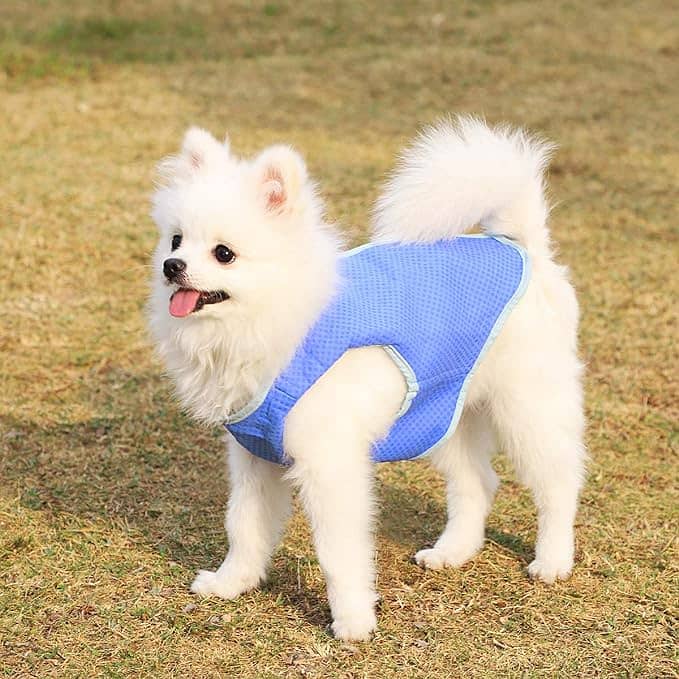 Dog Cooling Vest Summer Cooling Vest for Small Medium Dogs 0