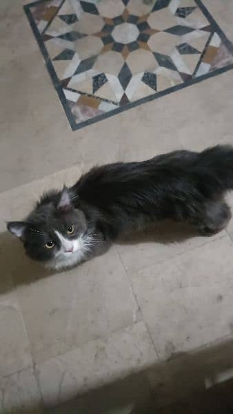 Male Persian cat for sale 1